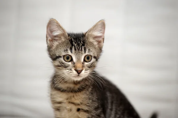 Roztomilý tříbarevné kotě — Stockfoto