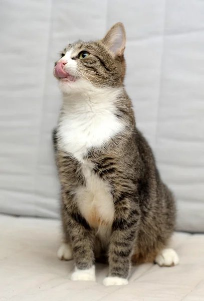 CLOSE-UP OF EUROPEAN SHORTHAIR CAT — Stock Photo, Image