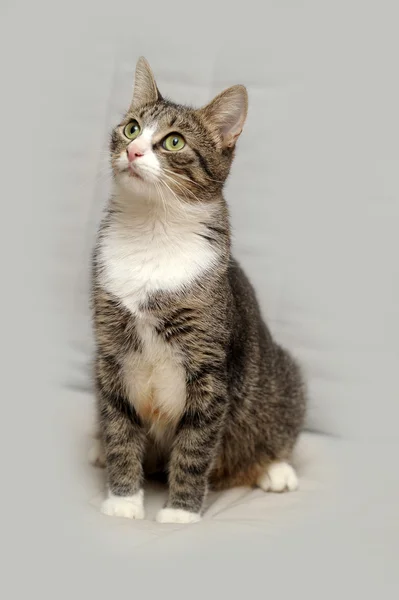 Detail Evropská krátkosrstá kočka — Stock fotografie