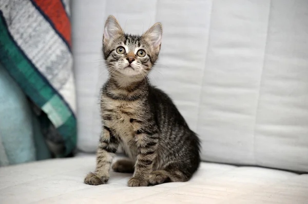 Şirin tabby yavru kedi — Stok fotoğraf