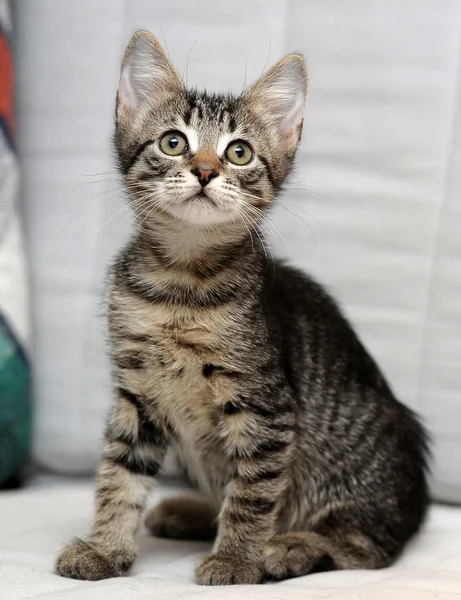 Leuk tabby katje — Stockfoto