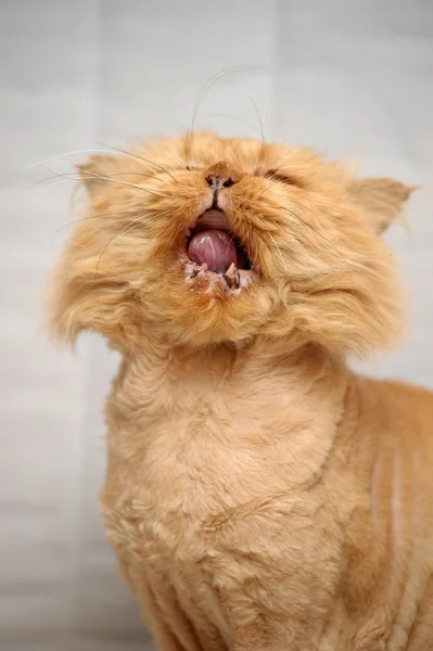 Gato vermelho persa — Fotografia de Stock