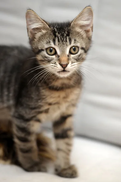 Şirin tabby yavru kedi — Stok fotoğraf