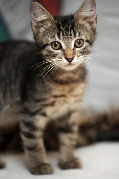 Lindo gatito tabby — Foto de Stock