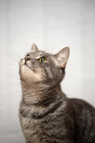 Gray striped cat — Stock Photo, Image