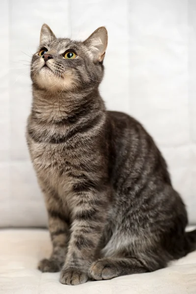 Gatto a strisce grigio — Foto Stock