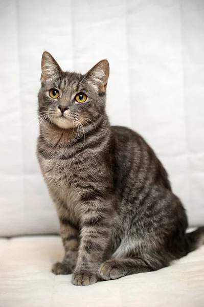 Grau gestreifte Katze — Stockfoto