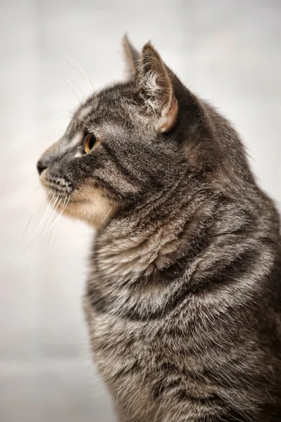 Сірий кіт смугастий — стокове фото