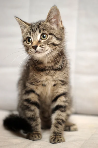 Cute tabby kitten — Stock Photo, Image