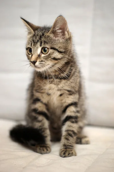 Cute tabby kitten — Stock Photo, Image