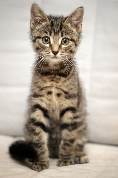 Cute tabby kitten — Stock Photo, Image