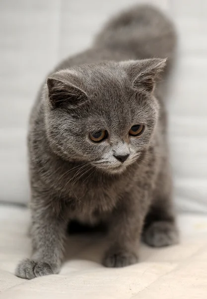 Gray British kitten — Stock Photo, Image