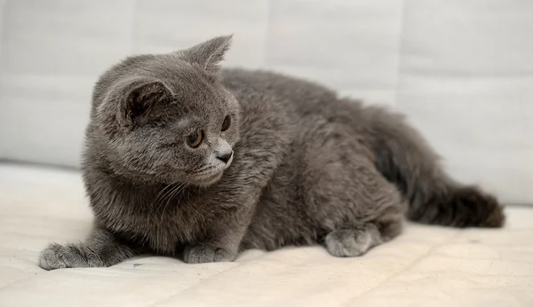 Сірий британський кошеня — стокове фото