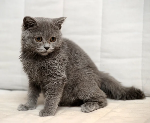 Grijze Britse kitten — Stockfoto