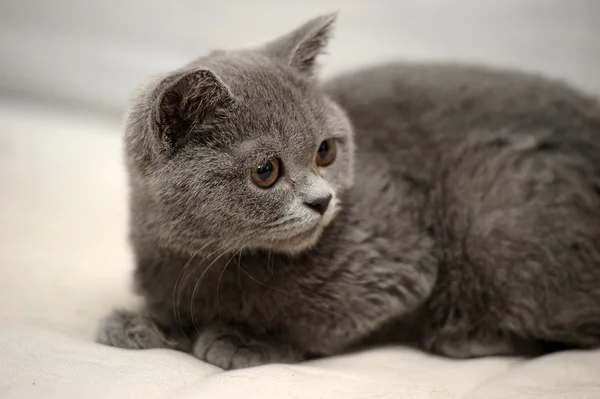 Gri İngiliz yavru kedi — Stok fotoğraf