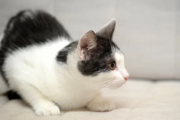 Gatinho branco com manchas pretas — Fotografia de Stock