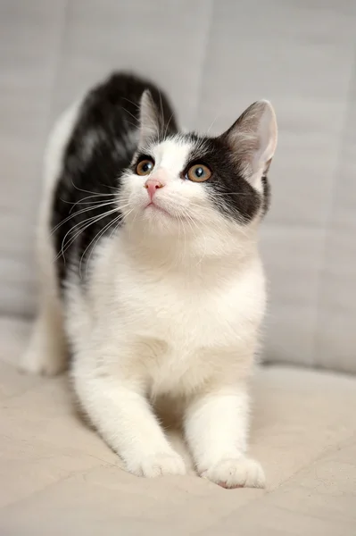 Gatito blanco con manchas negras — Foto de Stock