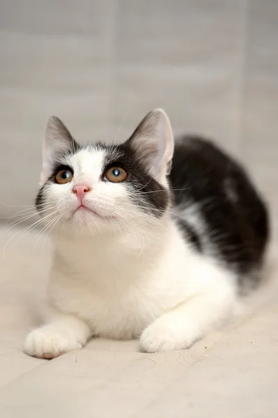 검은 반점과 흰 고양이 — 스톡 사진