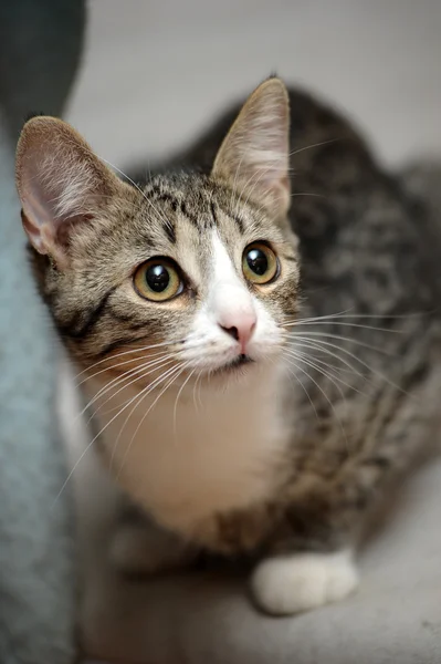 Şirin tabby yavru kedi — Stok fotoğraf