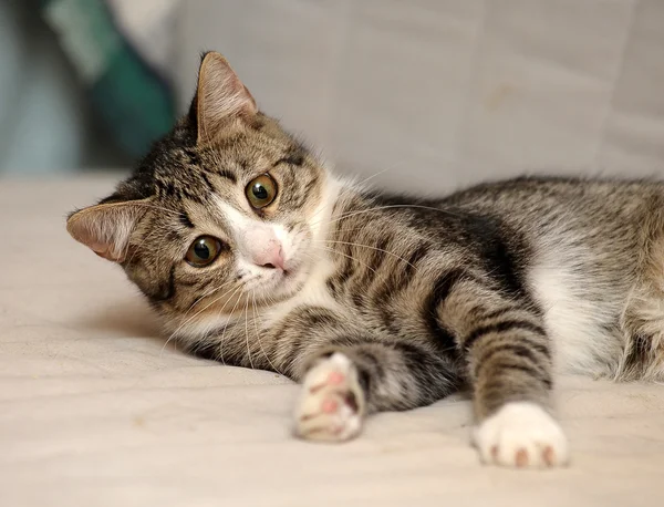 Close-up do gato europeu Shorthair — Fotografia de Stock