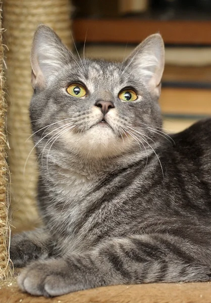 Gato gris rayado —  Fotos de Stock