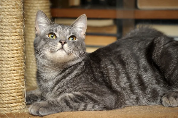 Gray striped cat — Stock Photo, Image