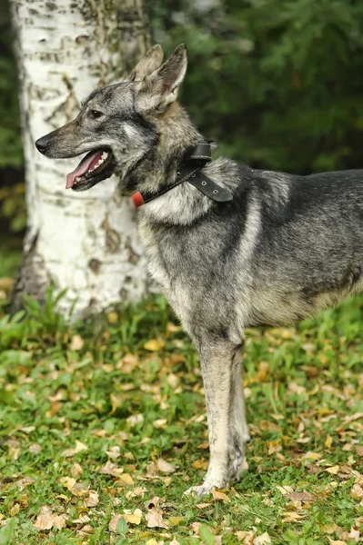 Grauer Mischlingshund — Stockfoto