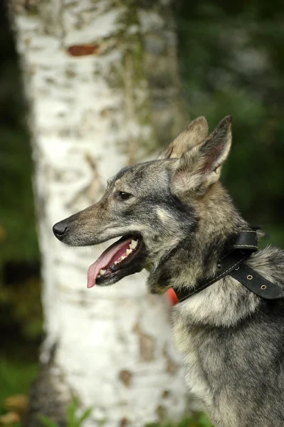 Cão rafeiro cinzento — Fotografia de Stock
