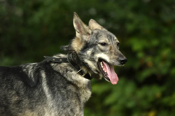 Cão rafeiro cinzento — Fotografia de Stock