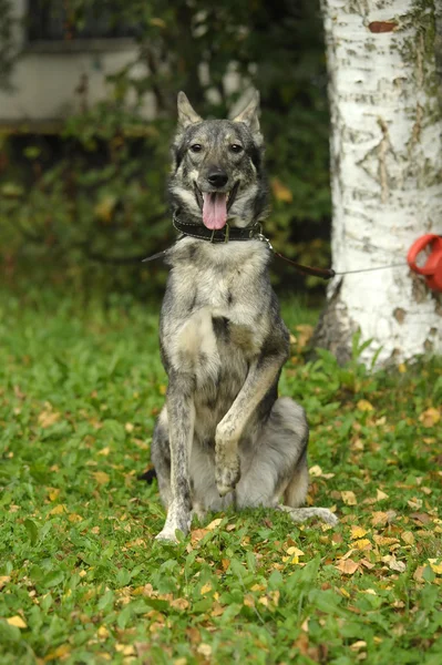 Perro mestizo gris — Foto de Stock