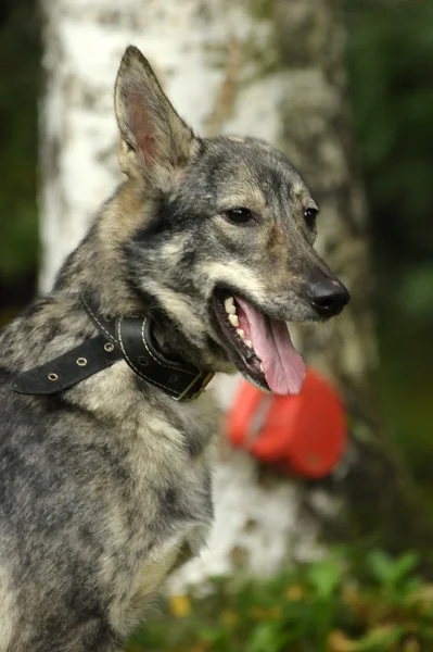 Cão rafeiro cinzento — Fotografia de Stock