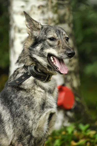 Grå blandras hund — Stockfoto