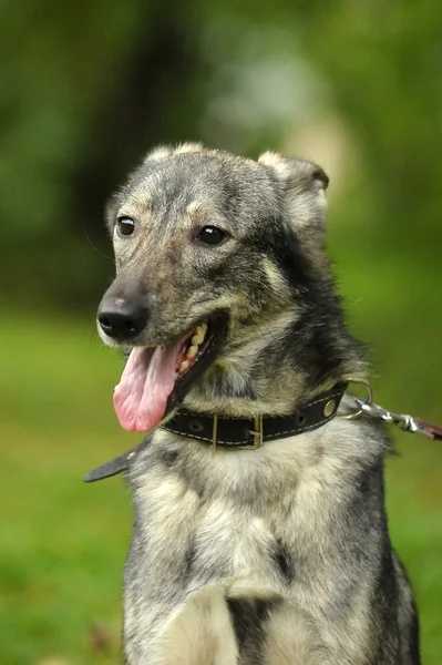 Grauer Mischlingshund — Stockfoto