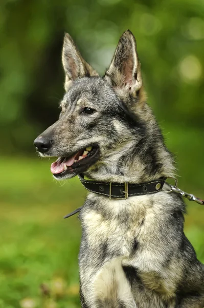 Gray mongrel dog — Stock Photo, Image