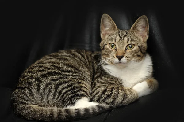 Primer plano del gato taquigráfico europeo — Foto de Stock