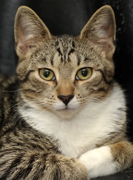 Primo piano di European Shorthair cat — Foto Stock