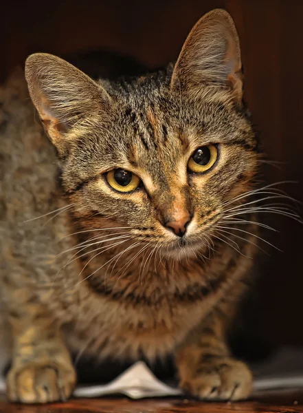 CLOSE-UP OF EUROPEAN SHORTHAIR CAT — Stock Photo, Image