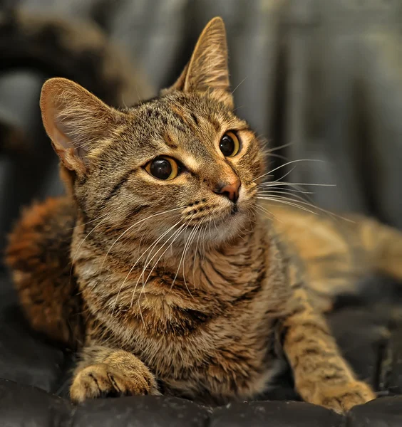 Nahaufnahme einer europäischen Kurzhaarkatze — Stockfoto