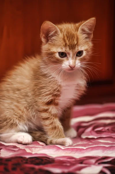 Τζίντζερ γατάκι — Φωτογραφία Αρχείου