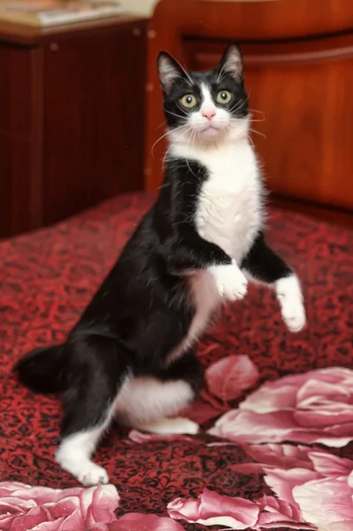 Kanepe üzerinde siyah beyaz kedi — Stok fotoğraf