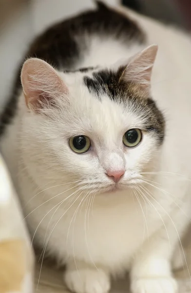 검은 점 이 있는 흰 고양이 — 스톡 사진