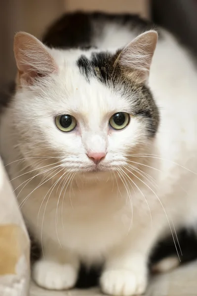 검은 점 이 있는 흰 고양이 — 스톡 사진