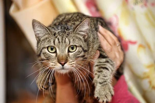 Tabby-Katze — Stockfoto