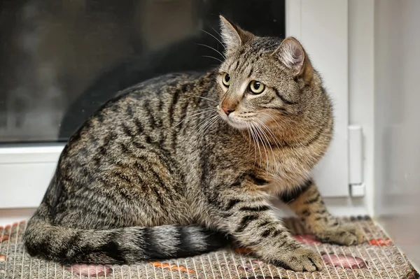 Gato de mesa — Fotografia de Stock