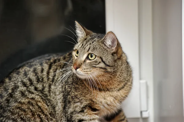 Tabby Cat — Stock Photo, Image