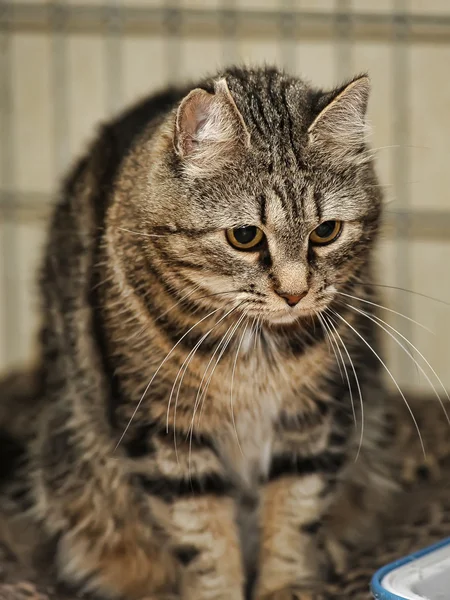 Gato de Tabby — Foto de Stock