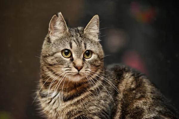 Gato de mesa — Fotografia de Stock