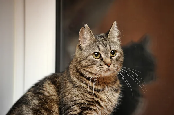 แมวทับบี้ — ภาพถ่ายสต็อก