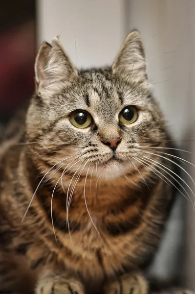 Таббі кішка — стокове фото