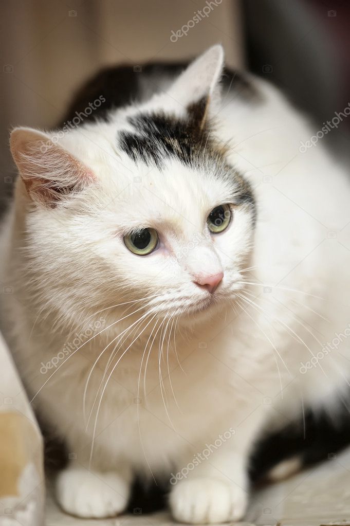 Chat Blanc Avec Des Taches Noires Photographie Evdoha C Chat Blanc Avec Des Taches Noires Photographie Evdoha C